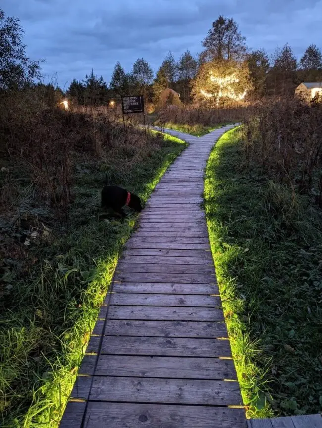 Guiding Lights Through the Forest