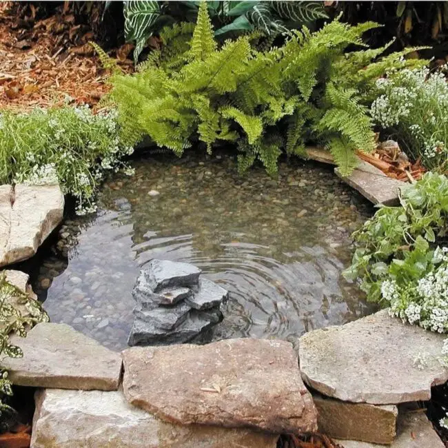 Mini Pond Framed by Ferns