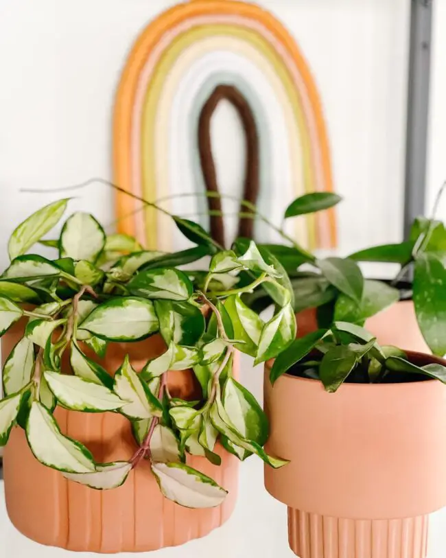 Hanging terracotta planters