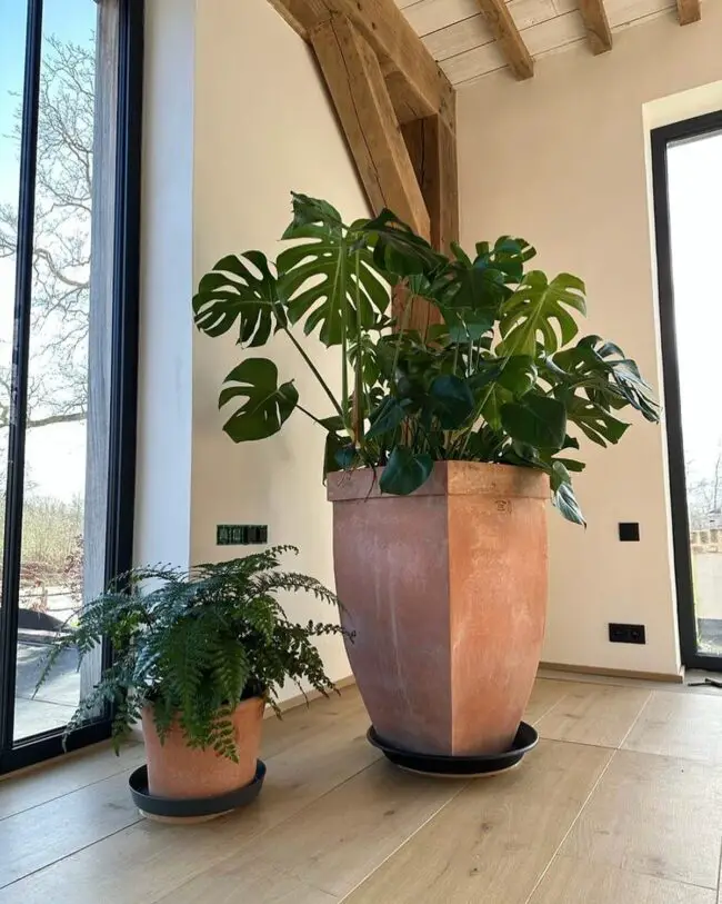 Oversized terracotta planters