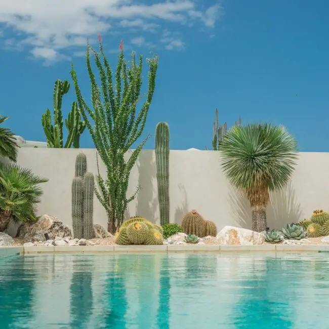 Desert Charm with Succulents and Cacti