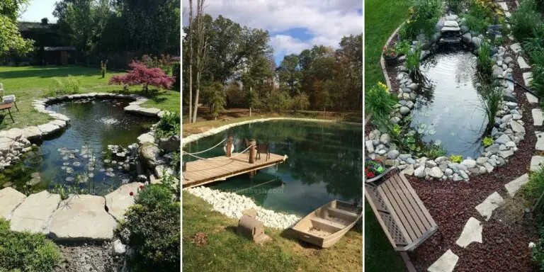 Best Pond Ideas for Your Garden